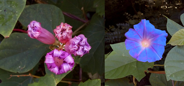 [Two photos spliced together. On the left are four completely folded in purple blooms. One has started expanding so ther is an opening in its center, but the petals are still completely curled inward. On the right is one fully open bloom. It is a deep blue with purple along its edges and in the center of each of the five petals (extending the length of the petal. The center is a light color and appears to be a glowing light.]